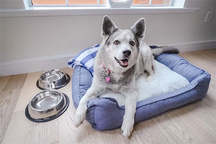 Pet-friendly luxury room at Villa Eyrie Resort with comfortable bed and mountain views