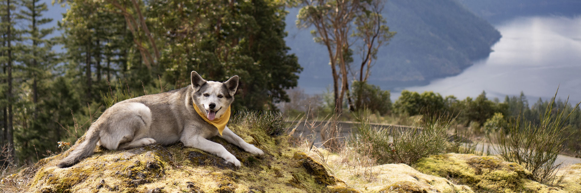 A dog wearing a yellow scarf happily sitting on a rock.