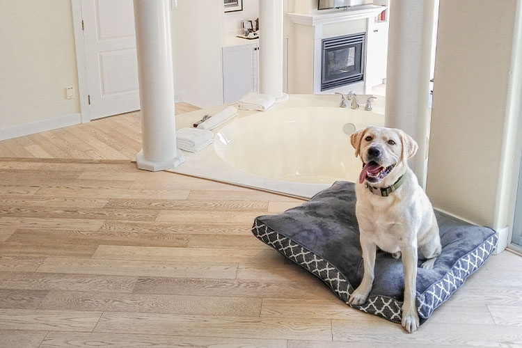 Dog enjoying special amenities including water bowl and treats at Villa Eyrie Resort