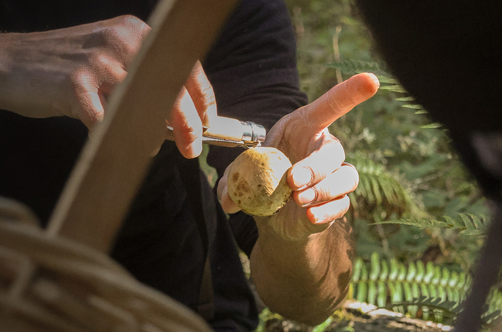 Mushroom Foraging Experience Villa Eyrie Resort