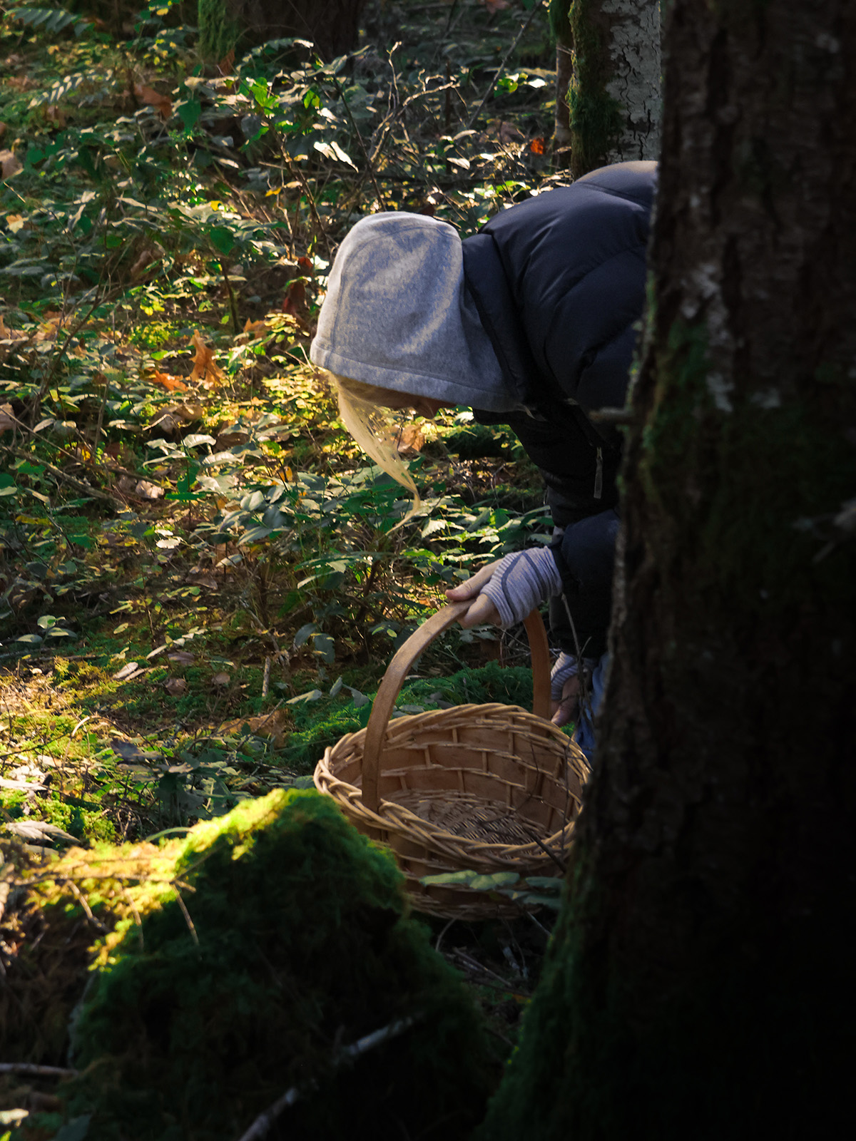 Mushroom Foraging Experience