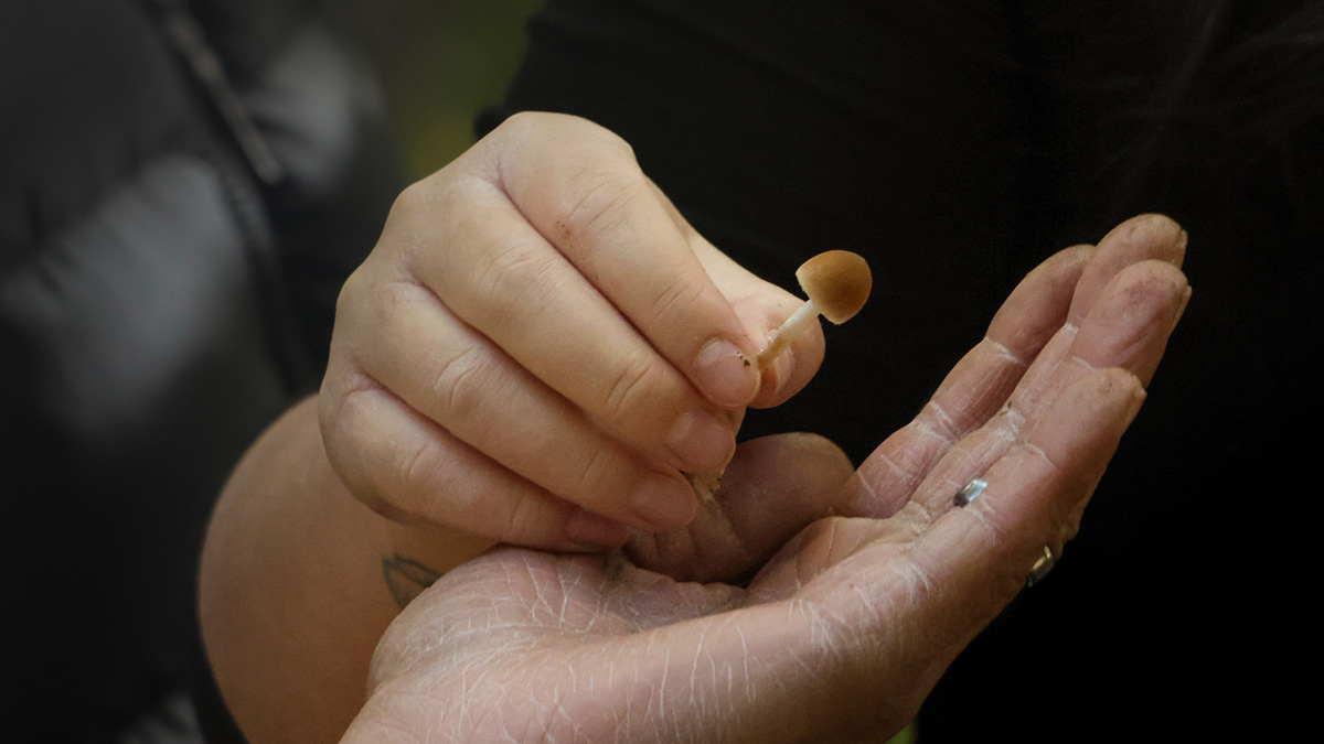 Mushroom Foraging Experience Villa Eyrie Resort