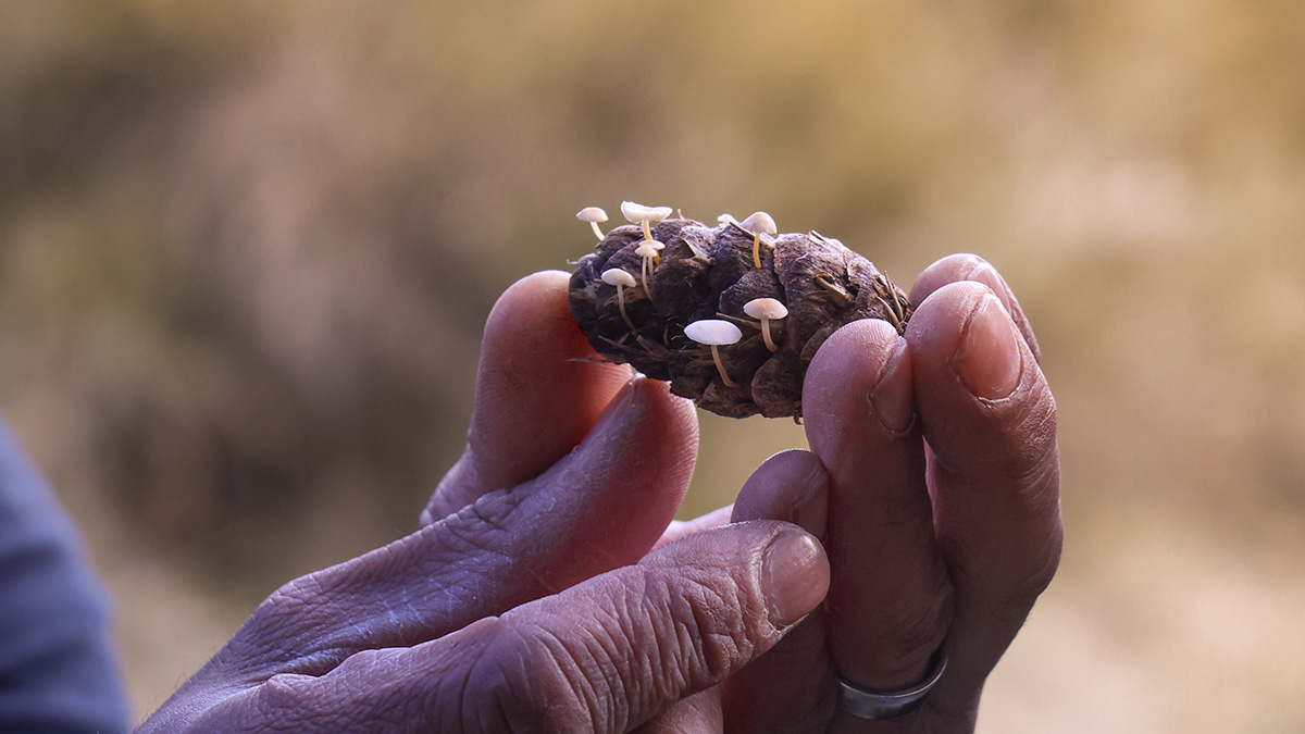 Mushroom Foraging Experience Villa Eyrie Resort