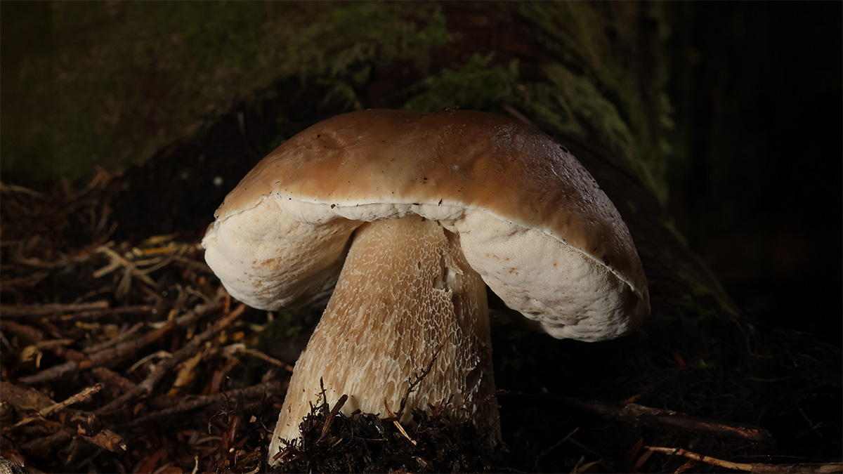 Mushroom Foraging Experience Villa Eyrie Resort