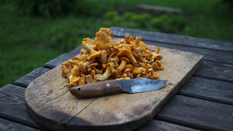 Mushroom Foraging Experience Villa Eyrie Resort