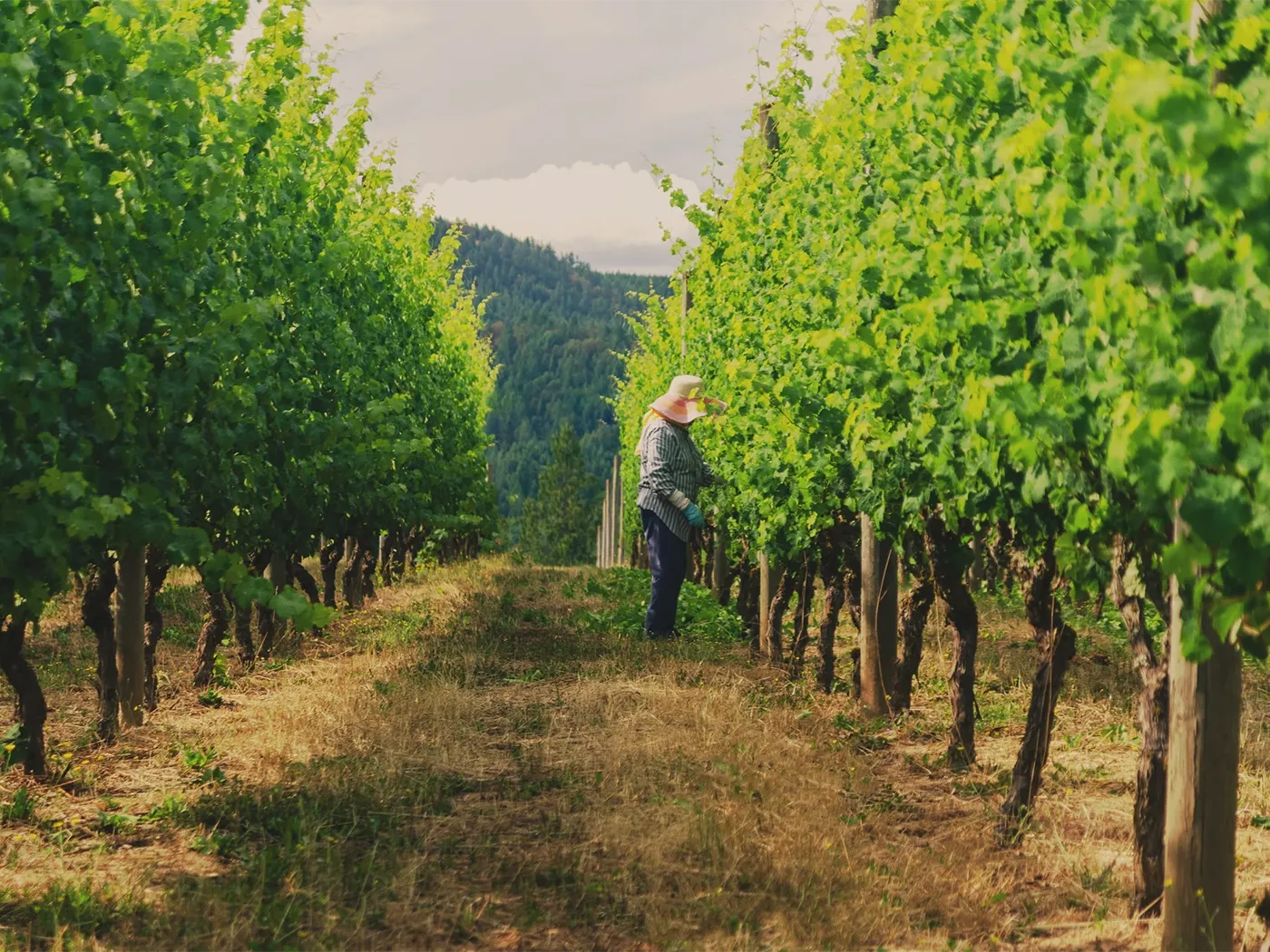 Woman picking grapes at the Venturi Schulze Vineyard.