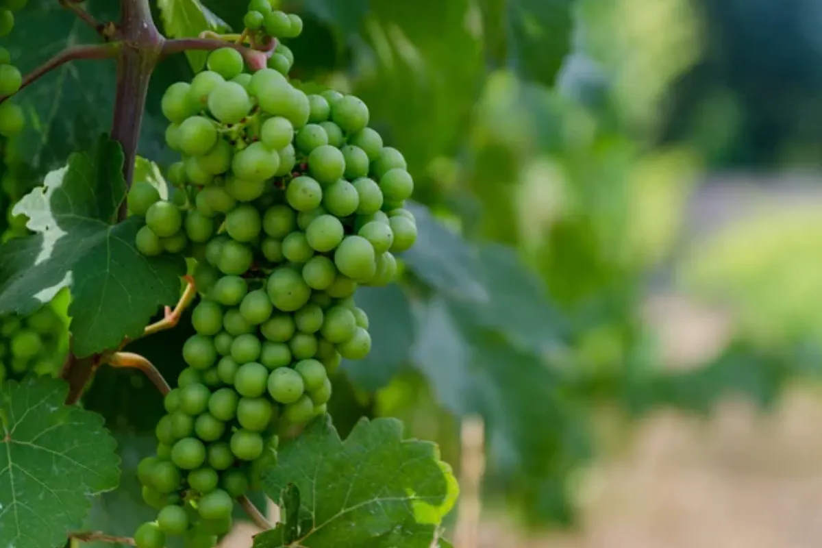 https://www.villaeyrie.com/wp-content/uploads/2026/05/grapes-hero-tablet.webp