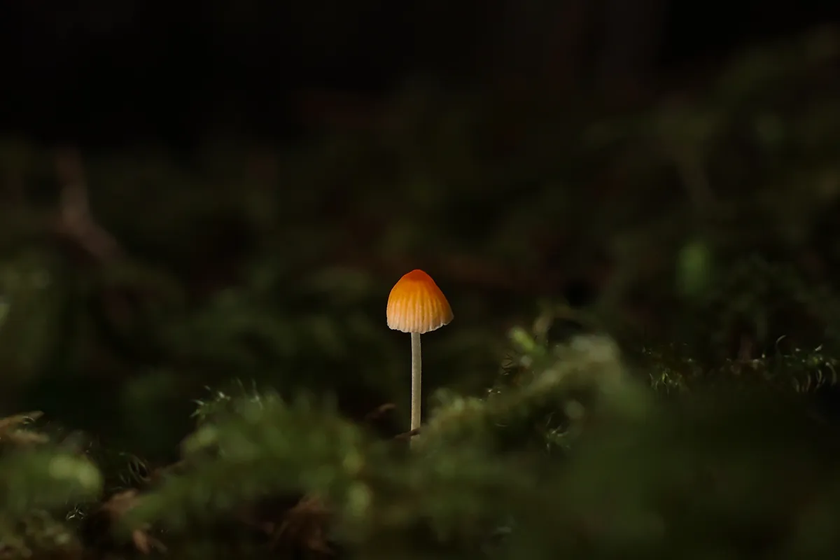 https://www.villaeyrie.com/wp-content/uploads/2026/05/mushroom2-news-tablet.webp